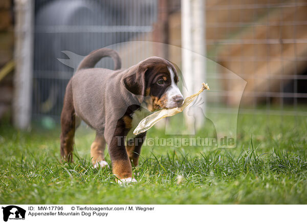 Appenzeller Sennenhund Welpe / Appenzeller Mountain Dog Puppy / MW-17796