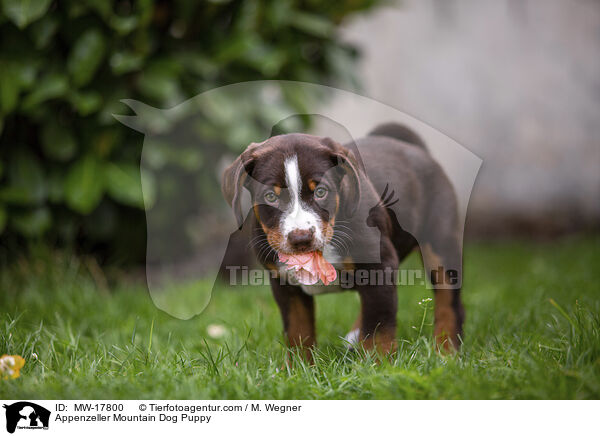 Appenzeller Sennenhund Welpe / Appenzeller Mountain Dog Puppy / MW-17800