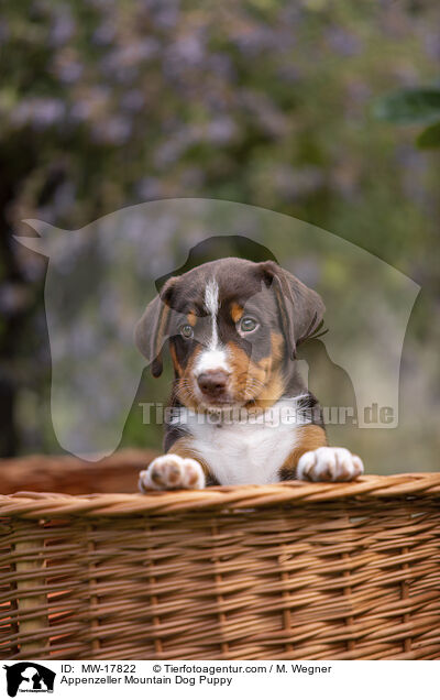 Appenzeller Sennenhund Welpe / Appenzeller Mountain Dog Puppy / MW-17822