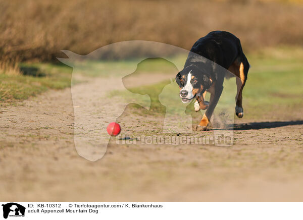 ausgewachsener Appenzeller Sennenhund / adult Appenzell Mountain Dog / KB-10312