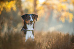 adult Appenzell Mountain Dog