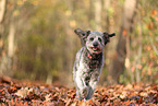 adult Aussidoodle