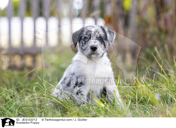 Aussiedor Puppy / JEG-02012