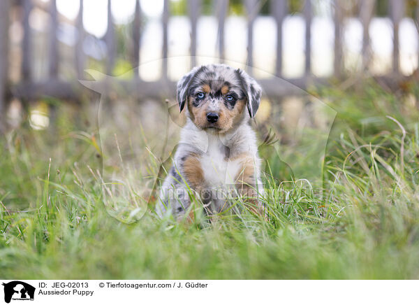Aussiedor Puppy / JEG-02013