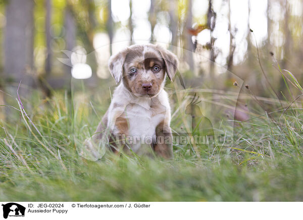 Aussiedor Puppy / JEG-02024