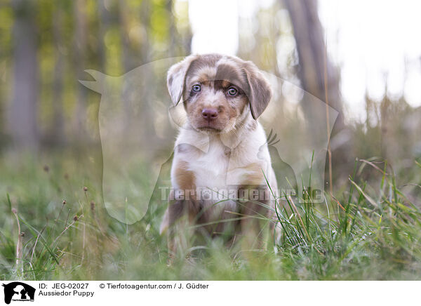 Aussiedor Puppy / JEG-02027
