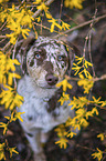 Aussiedor Puppy