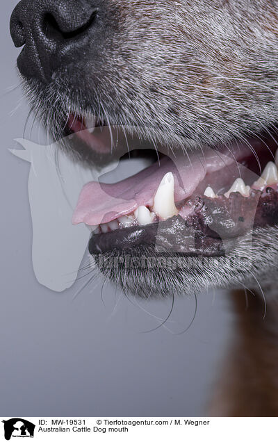 Australian Cattle Dog mouth / MW-19531