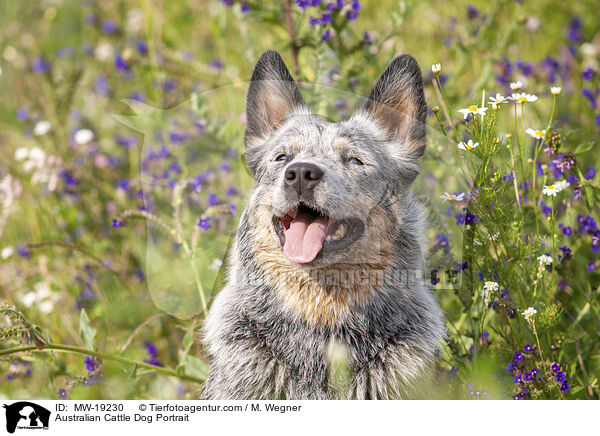 Australian Cattle Dog Portrait / Australian Cattle Dog Portrait / MW-19230