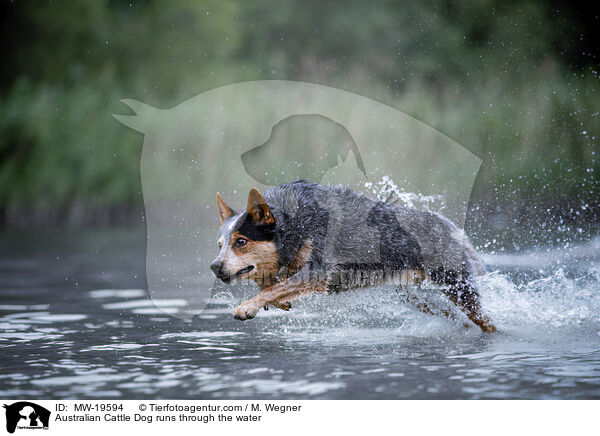 Australian Cattle Dog runs through the water / MW-19594