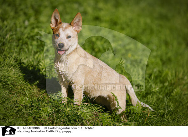 standing Australian Cattle Dog puppy / RR-103986