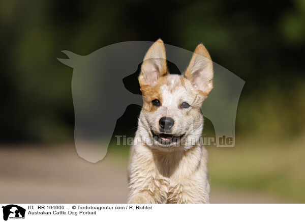 Australian Cattle Dog Portrait / RR-104000