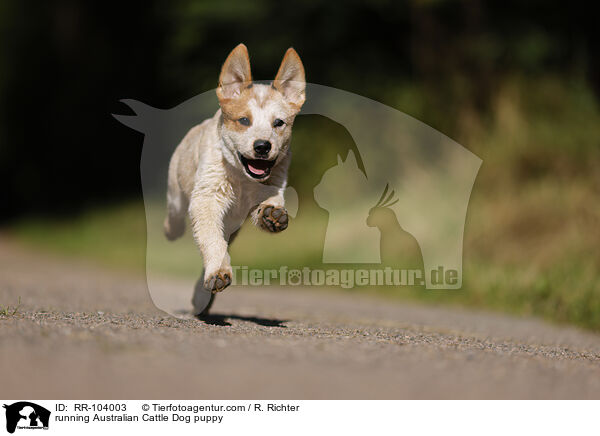 running Australian Cattle Dog puppy / RR-104003