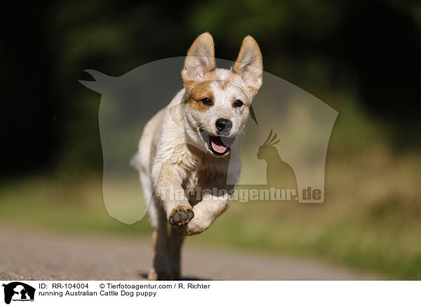 running Australian Cattle Dog puppy / RR-104004