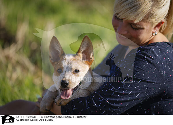 Australian Cattle Dog puppy / RR-104038