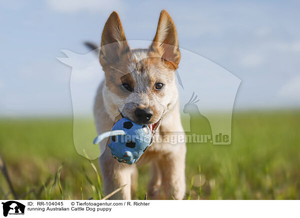 running Australian Cattle Dog puppy / RR-104045
