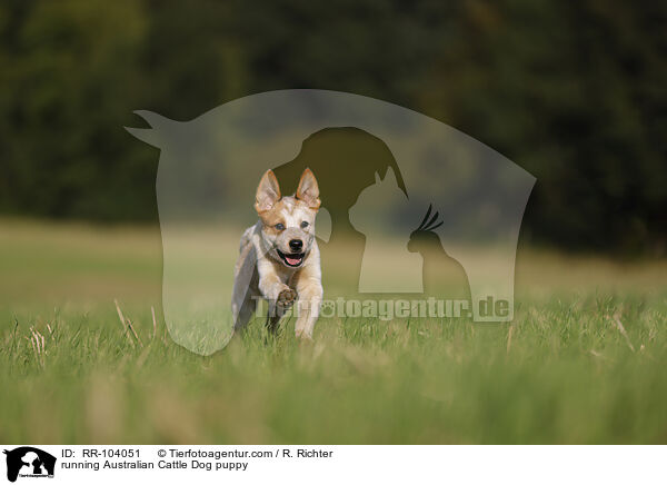 running Australian Cattle Dog puppy / RR-104051