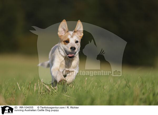 running Australian Cattle Dog puppy / RR-104055
