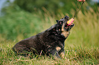 playing Australian Cattle Dog