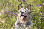 Australian Cattle Dog Portrait