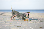 Australian Cattle Dog Puppy