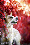 Australian Cattle Dog