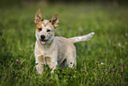 standing Australian Cattle Dog puppy