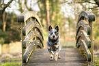 Australian Cattle Dog