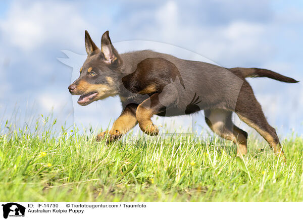 Australian Kelpie Welpe / Australian Kelpie Puppy / IF-14730