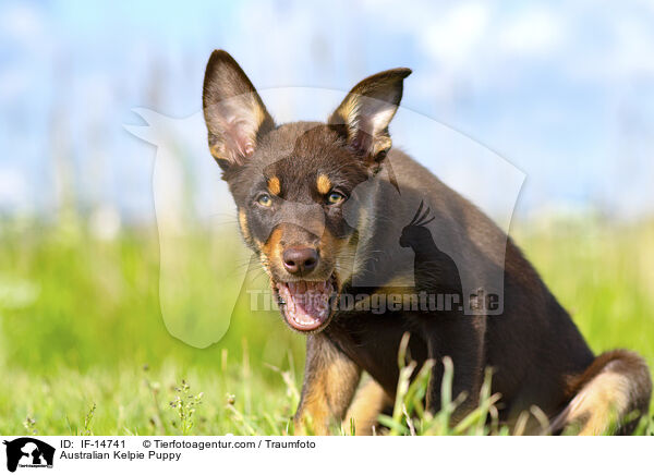 Australian Kelpie Welpe / Australian Kelpie Puppy / IF-14741