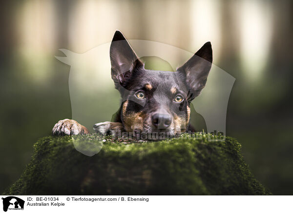 Australian Kelpie / Australian Kelpie / BE-01034