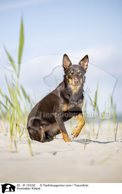 Australian Kelpie / Australian Kelpie / IF-15330