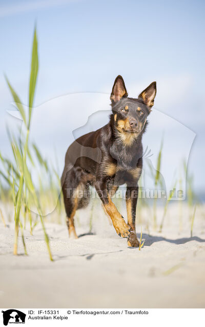 Australian Kelpie / Australian Kelpie / IF-15331