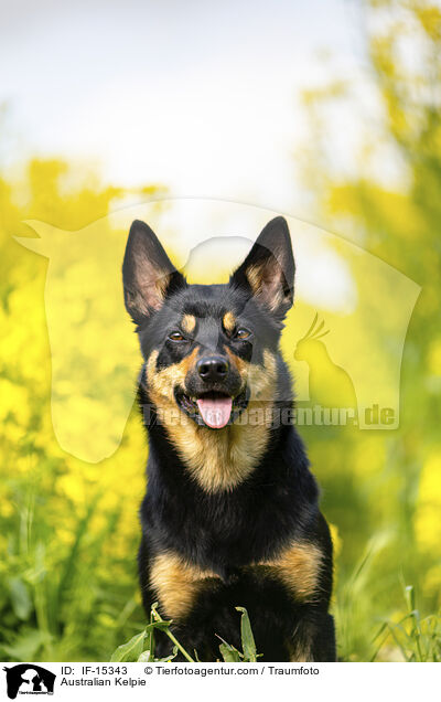 Australian Kelpie / Australian Kelpie / IF-15343