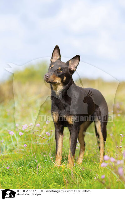 Australian Kelpie / Australian Kelpie / IF-15577