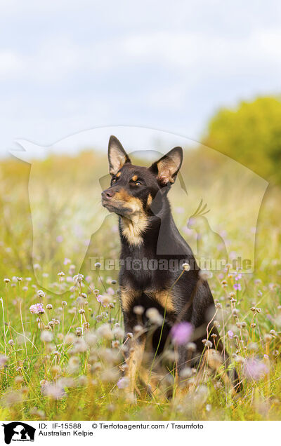 Australian Kelpie / Australian Kelpie / IF-15588