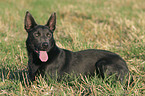 liegender Australian Kelpie