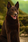 Australian Kelpie Portrait