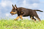 Australian Kelpie Puppy