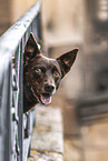 Australian Kelpie