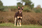 Australian Kelpie