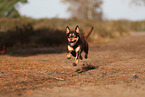 Australian Kelpie