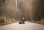 Australian Kelpie