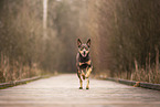 Australian Kelpie