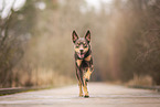 Australian Kelpie