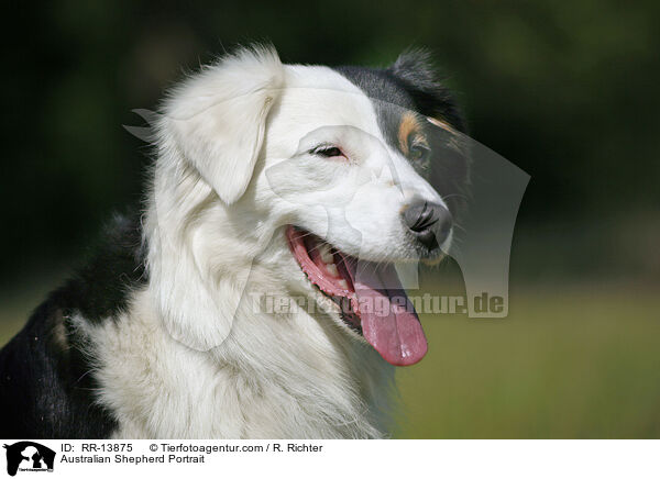 Australian Shepherd Portrait / RR-13875