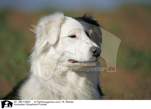 Australian Shepherd Portrait / RR-13903
