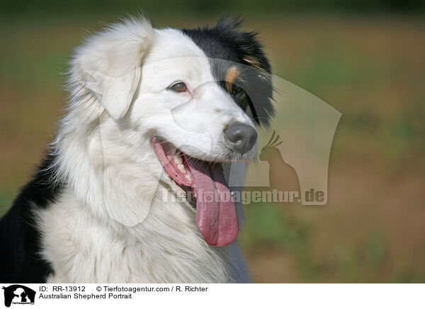 Australian Shepherd Portrait / RR-13912