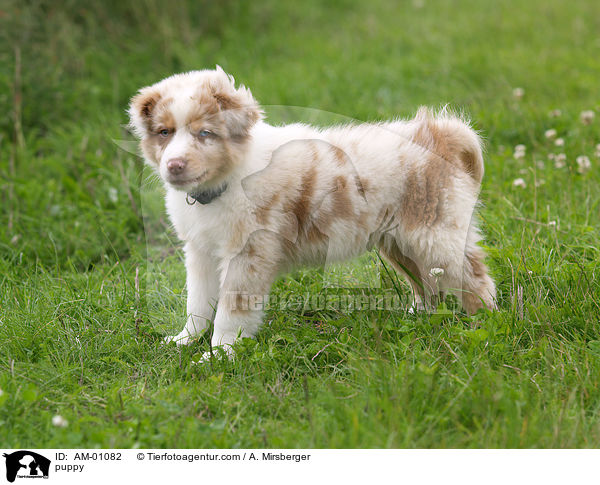 Australian Shepherd Welpe / puppy / AM-01082