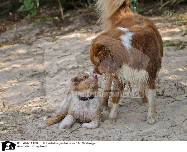 Australian Shepherd / Australian Shepherd / AM-01120